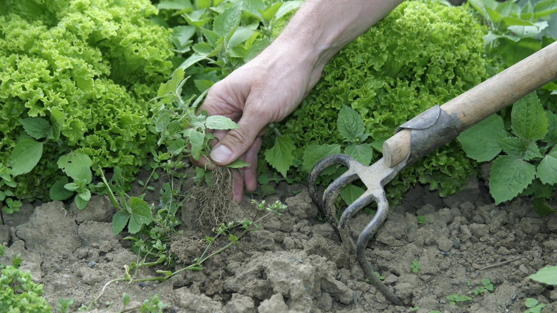 Eine Hand jätet Unkraut in einem Salatbeet: Wenn Sie beim Unkrautentfernen falsch vorgehen, kann sich das unliebsame Gewächs noch schneller vermehren.