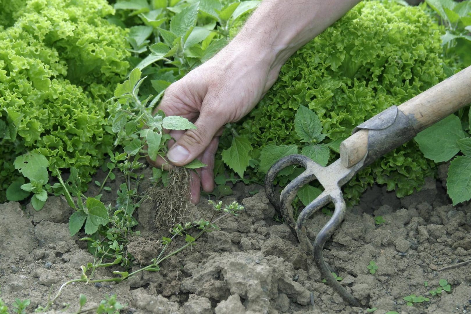 Eine Hand jätet Unkraut in einem Salatbeet: Wenn Sie beim Unkrautentfernen falsch vorgehen, kann sich das unliebsame Gewächs noch schneller vermehren.