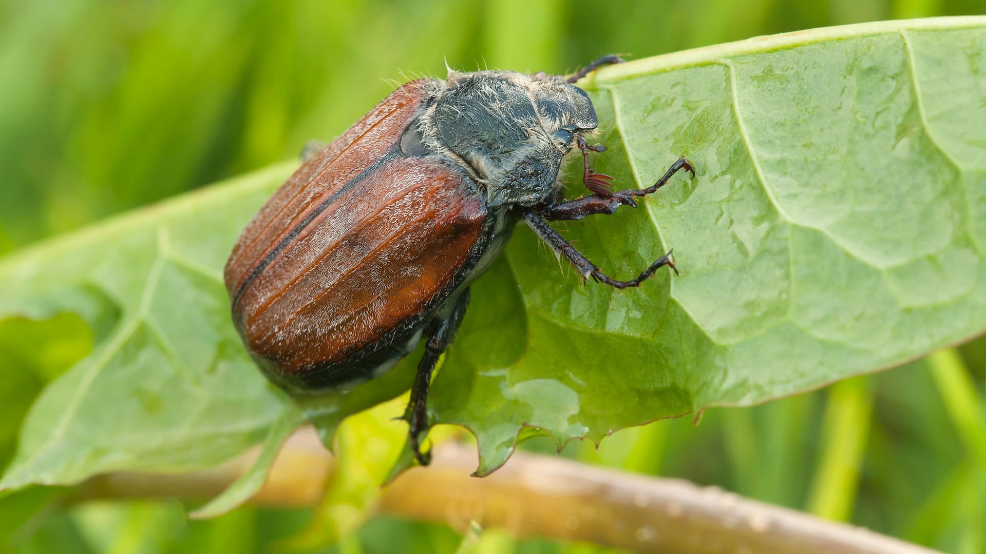 Melolontha hippocastani sitzt auf einem Blatt: Der Waldmaikäfer unterscheidet sich von den anderen Arten vor allem durch seine braune Farbe.