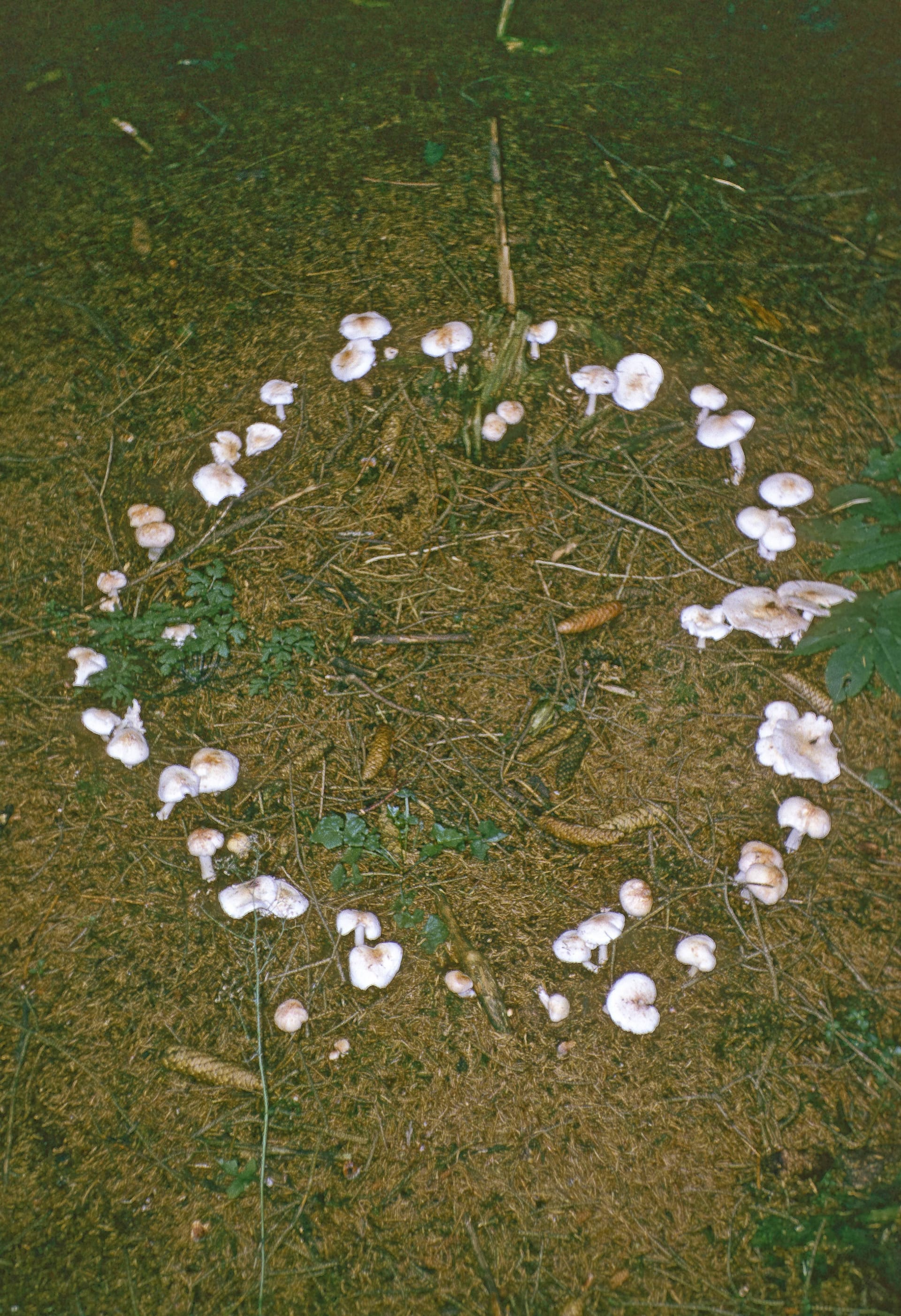 Pilze im Rasen: Beim Hexenring wachsen die Schädlinge in einer bestimmten Form auf dem Boden.