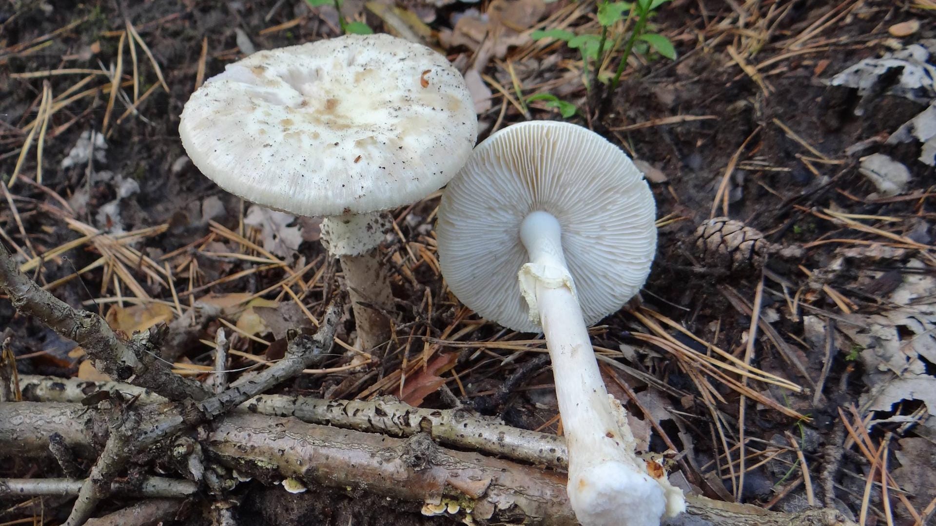 Weißer Knollenblätterpilz: Der giftige Amanita verna ist deutlich an seinen weißen Lamellen erkennbar.