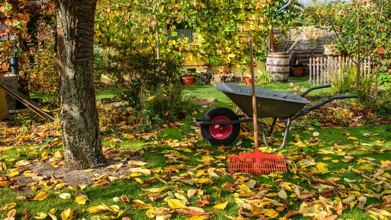 Laub im Garten: Entfernen Sie heruntergefallene Blätter regelmäßig, damit es nicht zu Rasenkrankheiten kommen kann.