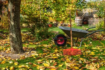 Laub im Garten: Entfernen Sie heruntergefallene Blätter regelmäßig, damit es nicht zu Rasenkrankheiten kommen kann.