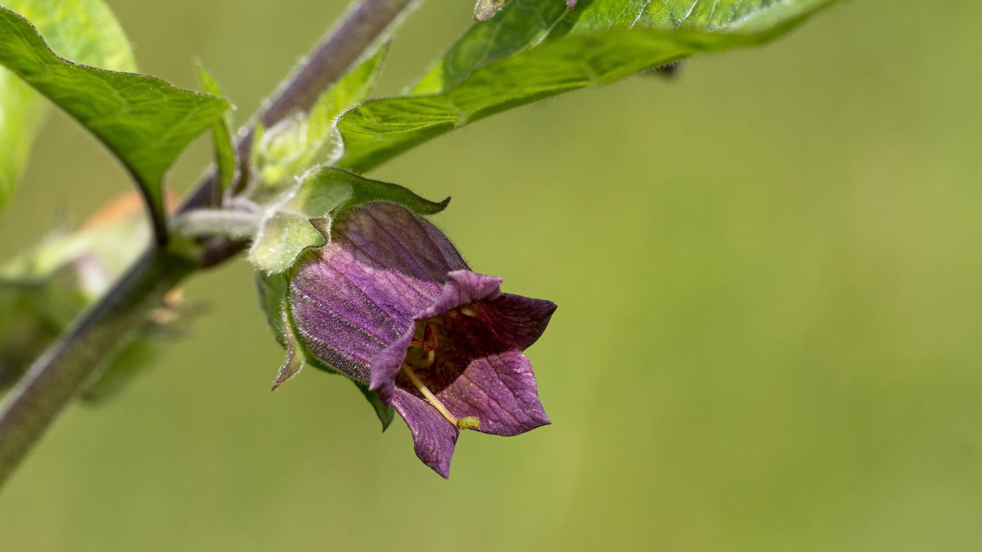 Blüte der Tollkirsche: Das Nachtschattengewächs blüht von Juni bis August.