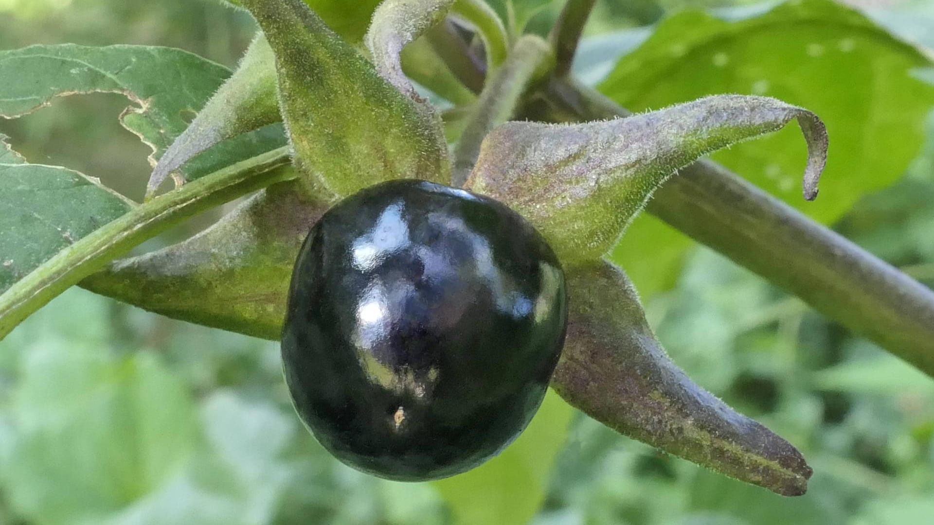 Frucht der Tollkirsche: Die Beeren sind nicht nur für Menschen, sondern auch für viele Tiere giftig.