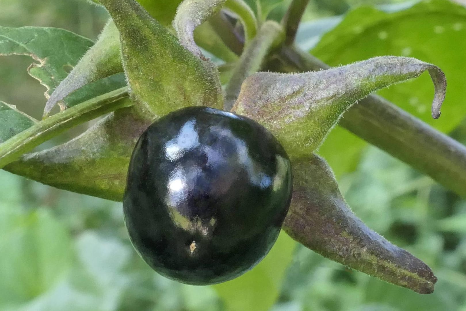 Frucht der Tollkirsche: Die Beeren sind nicht nur für Menschen, sondern auch für viele Tiere giftig.