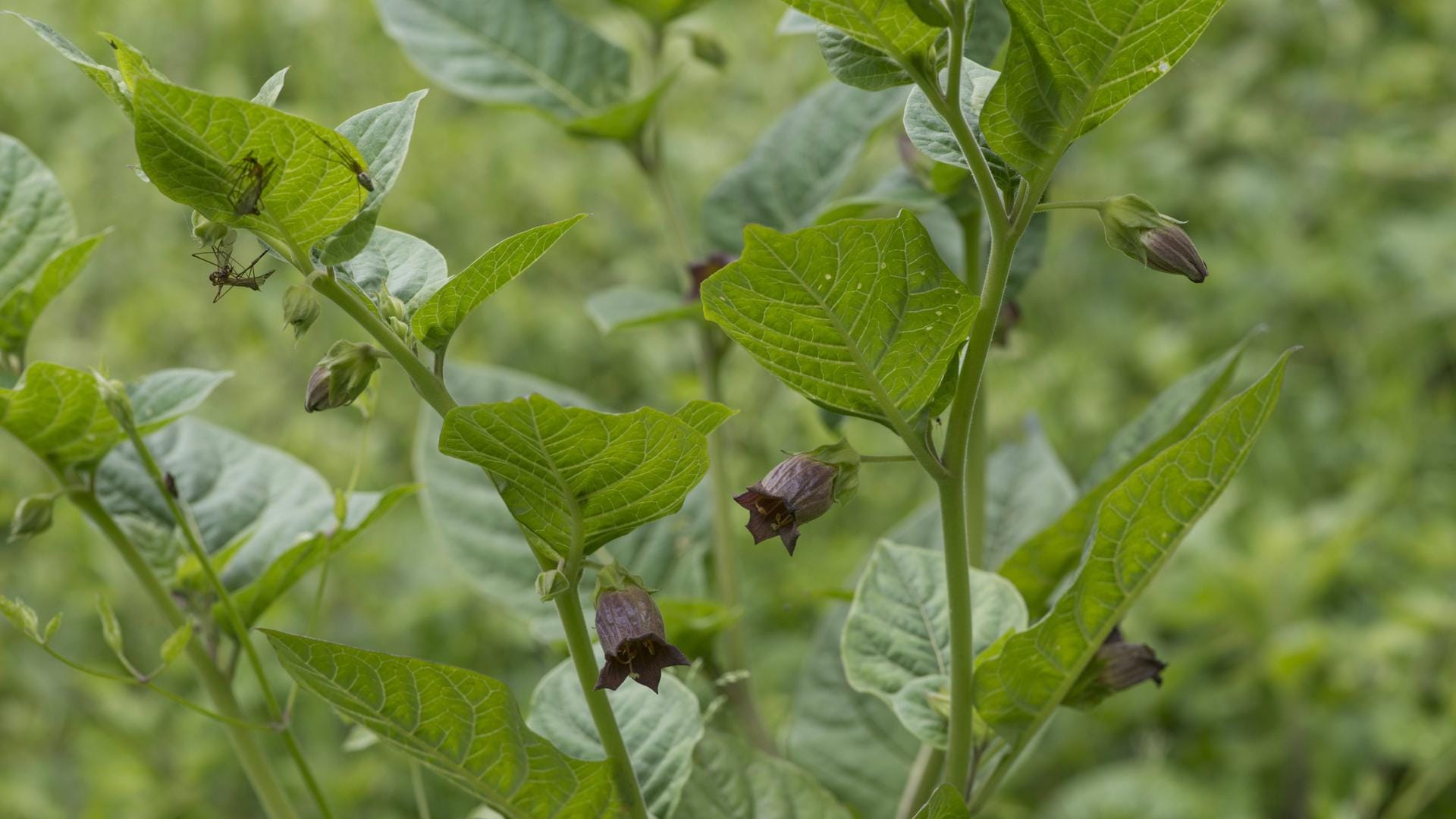 Tollkirsche: Nicht nur die Früchte sind giftig – auch andere Pflanzenteile enthalten Tropanalkaloide.