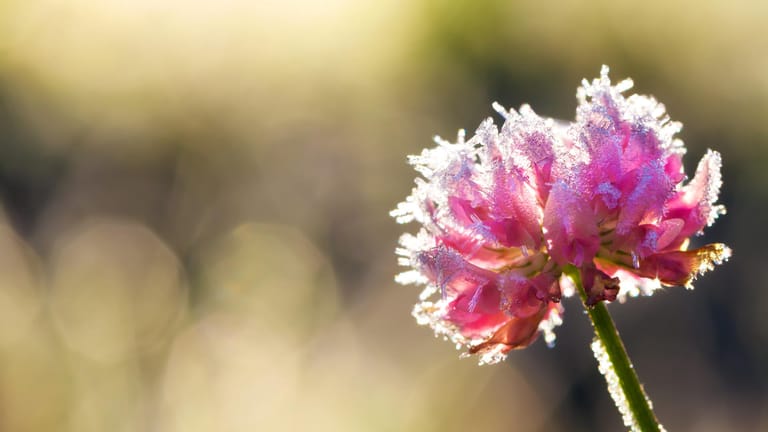 Blüte mit Raureif: Stauden sollten mit einem speziellen Vlies vor Frost geschützt werden.