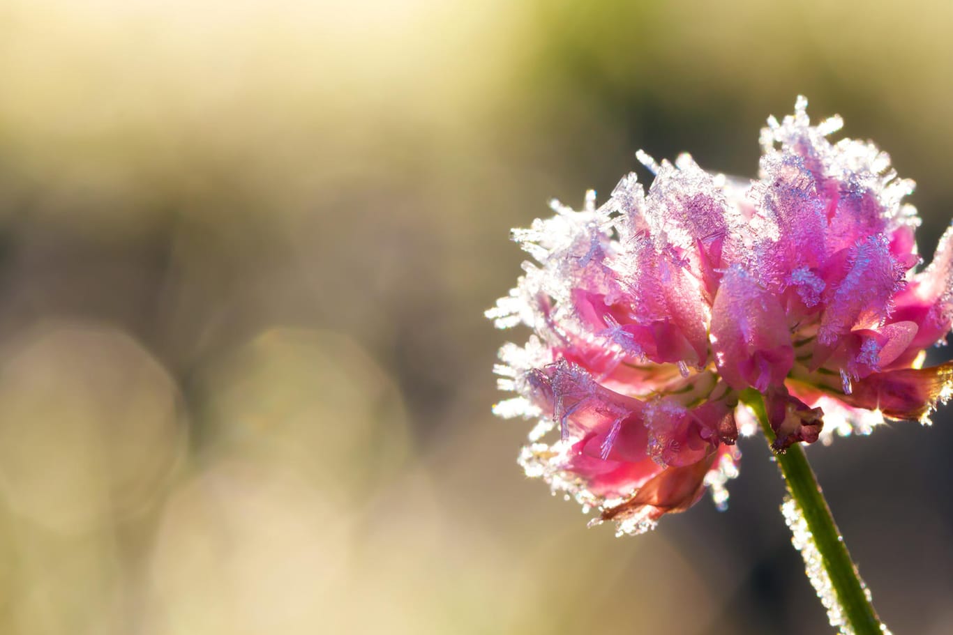 Blüte mit Raureif: Stauden sollten mit einem speziellen Vlies vor Frost geschützt werden.