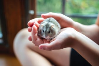 Ein Mädchen hält einen Hamster in den Händen: Manchmal haben Kinder direkt eine Idee, wie ihr neues Haustier heißen soll.