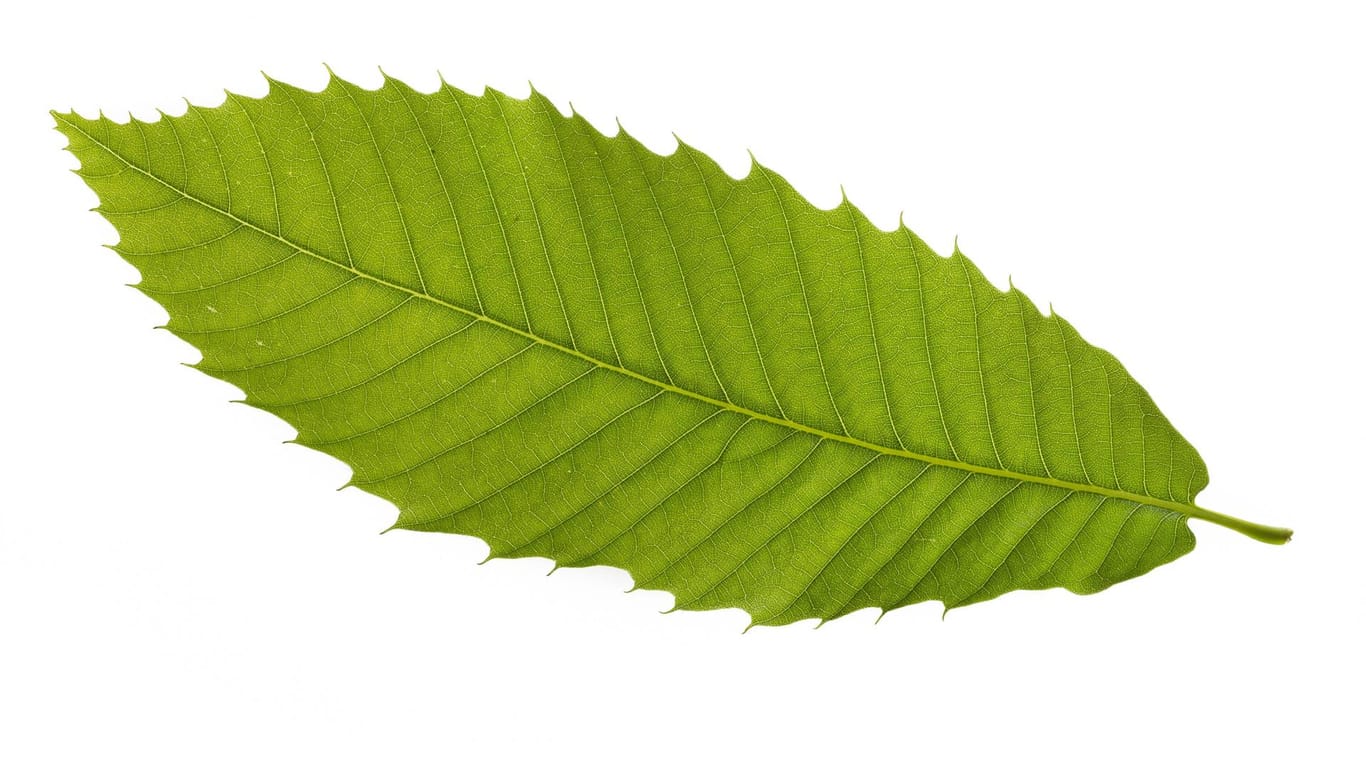 Edelkastanie: Die Blätter der Castanea Sativa sind länglich.