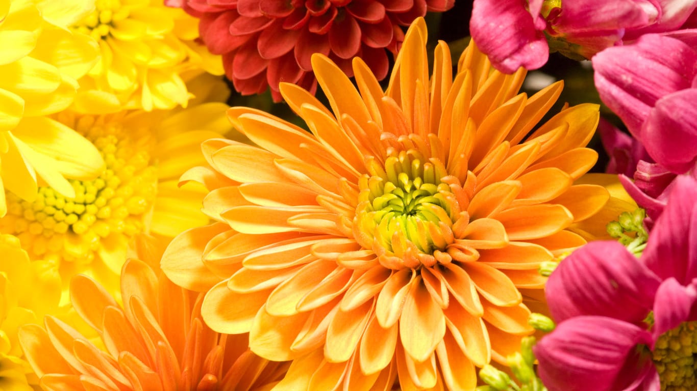 Chrysanthemen: An einem sonnigen Platz in einem nährstoffreichen, feuchten Boden fühlen sich die Blumen wohl.