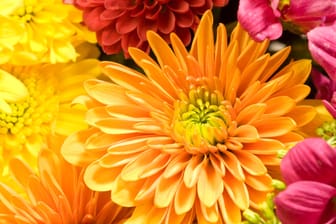 Chrysanthemen: An einem sonnigen Platz in einem nährstoffreichen, feuchten Boden fühlen sich die Blumen wohl.