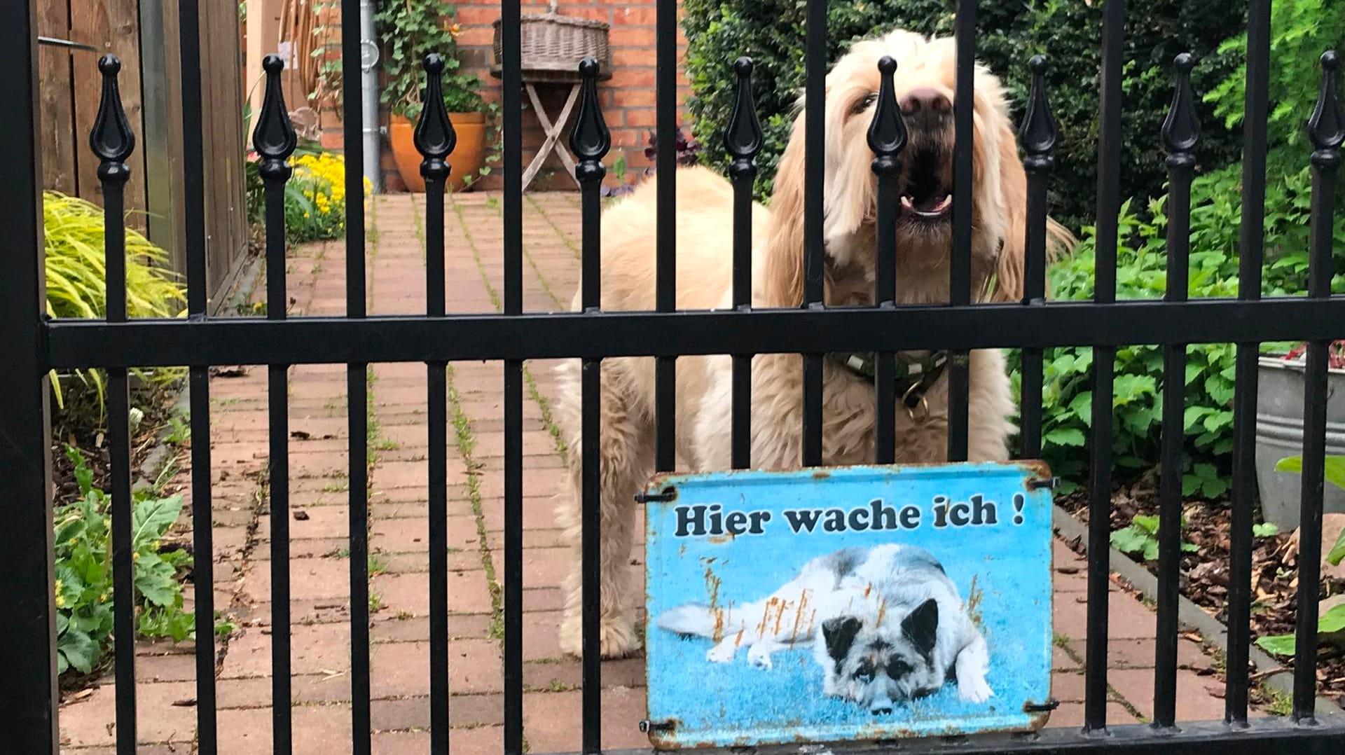 Hund hinterm Gartenzaun: Bellt er hier, will er Menschen und Artgenossen mitteilen: Das ist mein Revier! Haltet Distanz!