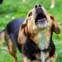 Hunden unnötiges Bellen abgewöhnen – Tipps und Tricks: So geht’s