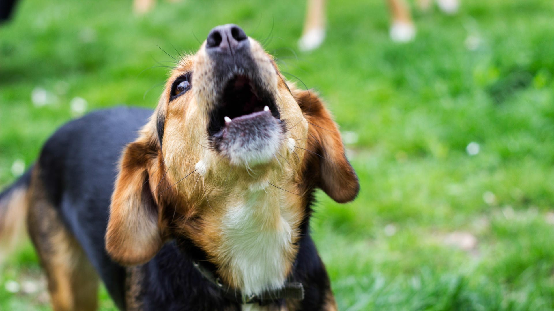 Hund bellt: Oft liegen die Ursachen für unerwünschtes Dauerkläffen beim Besitzer.