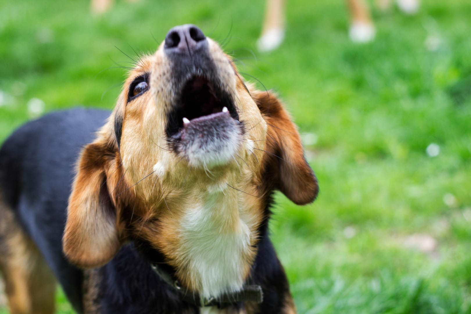 Hund bellt: Oft liegen die Ursachen für unerwünschtes Dauerkläffen beim Besitzer.