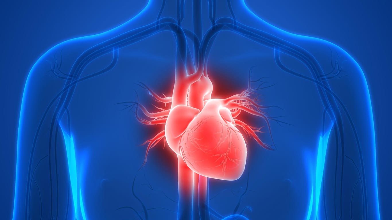 Abbildung des Herzens: Eine koronare Herzkrankheit kann Jahrzehnte vor sich hin schlummern, ohne dass der Betroffene etwas merkt.