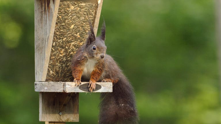 Europäisches Eichhörnchen: Bieten Sie den Nagern am besten Haselnüsse und Sonnenblumenkerne an.