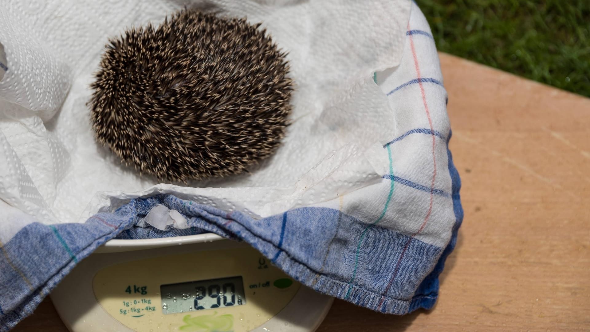 Igel auf Waage: Wiegt der Jungigel im Winter weniger als 500 Gramm, benötigt er Hilfe.