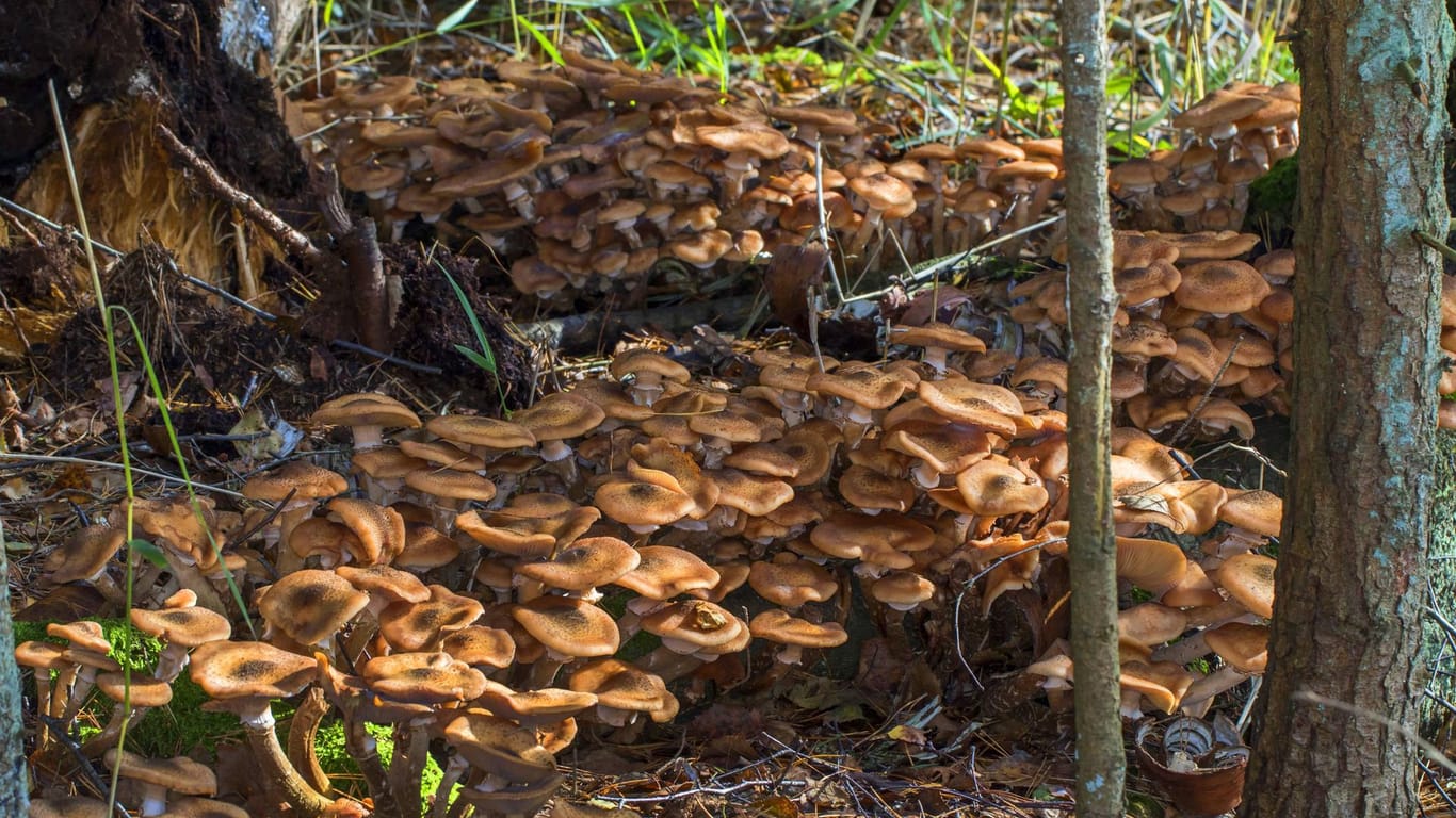 Honiggelber Hallimasch am Waldboden: Der Hallimasch gilt gekocht als genießbar. In den USA hat man den größten Pilz dieser Art entdeckt. (Symbolbild)