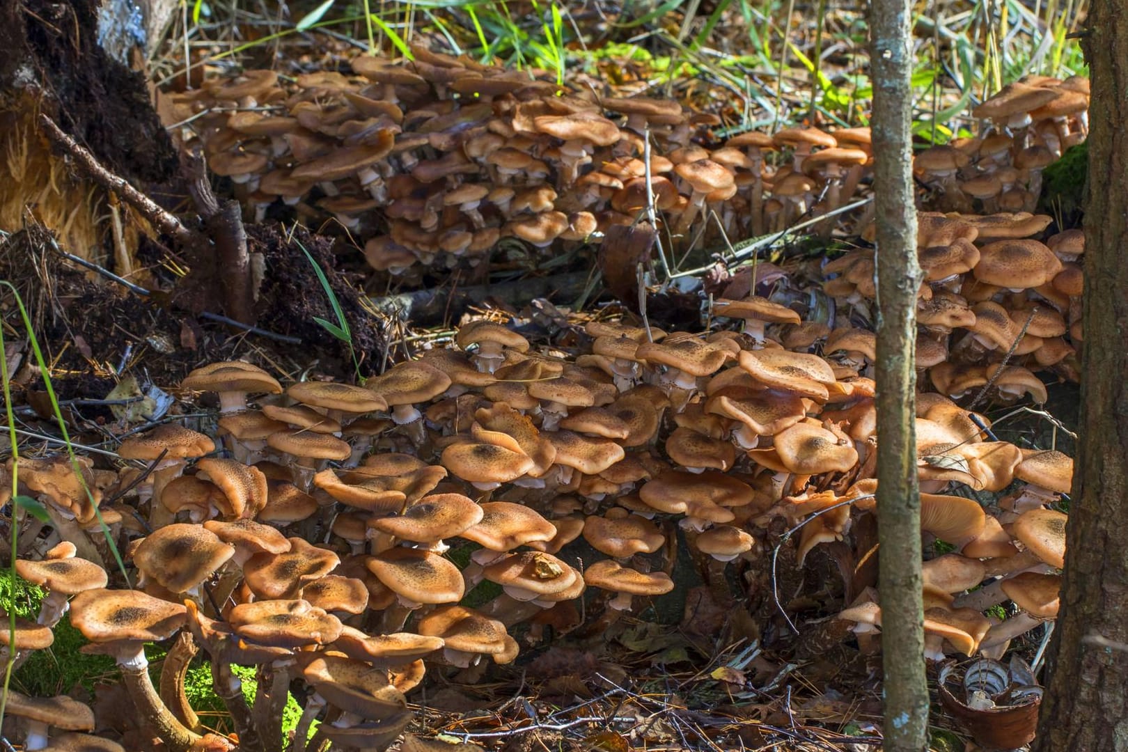 Honiggelber Hallimasch am Waldboden: Der Hallimasch gilt gekocht als genießbar. In den USA hat man den größten Pilz dieser Art entdeckt. (Symbolbild)