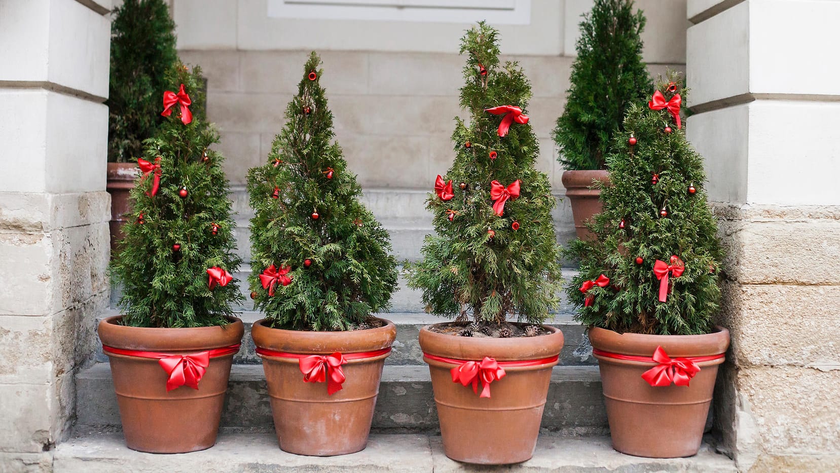 Weihnachtsbäume im Topf: Die Tannen brauchen einen kühlen Standort.