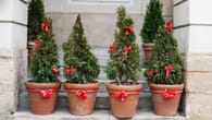 Weihnachtsbaum im Topf: Kaufen, Mieten, Pflegen und Einpflanzen