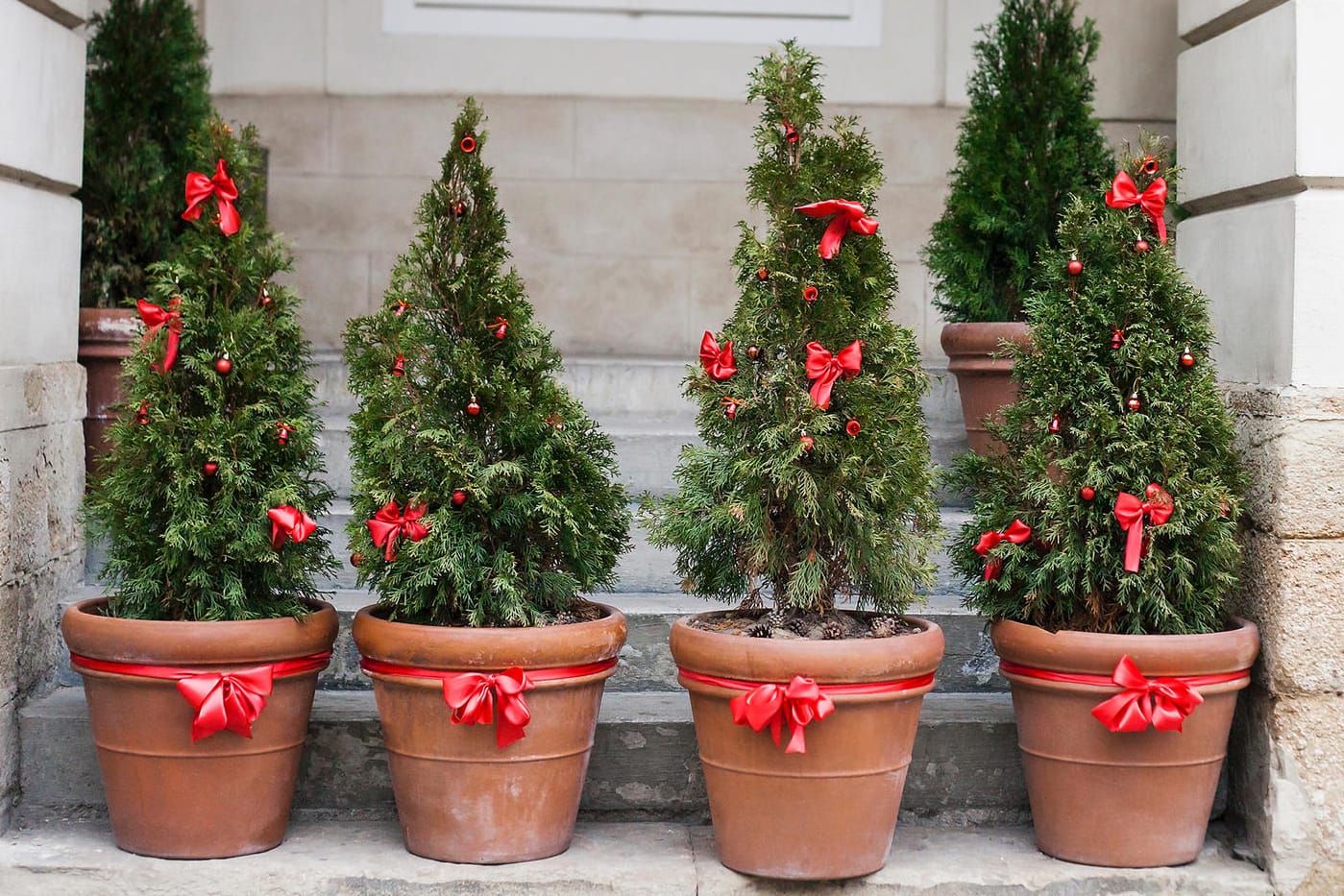 Weihnachtsbäume im Topf: Die Tannen brauchen einen kühlen Standort.