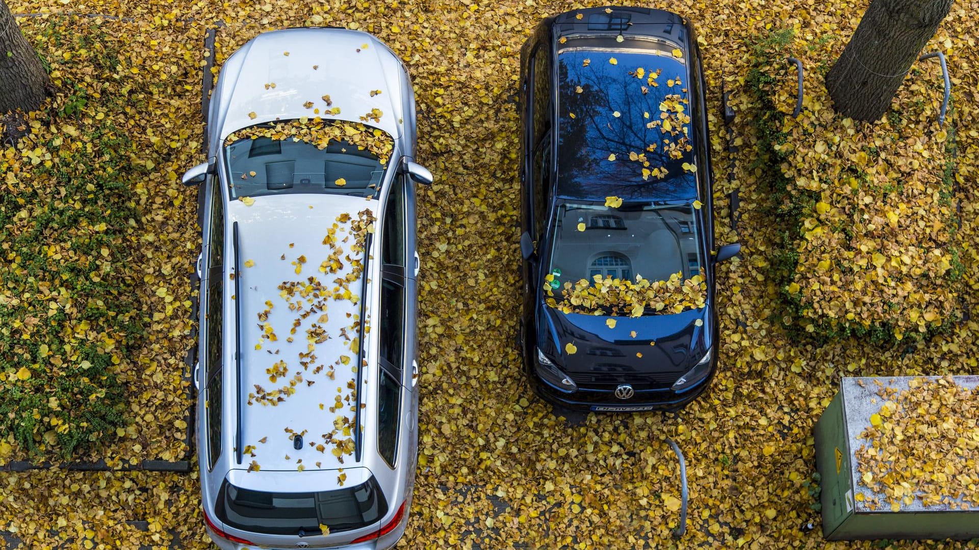 Autos parken in Parkbuchten: Baumäste können abbrechen und das gesamte Fahrzeug beschädigen.