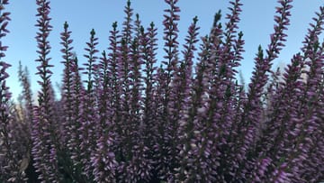 Lavendel überwintern Diese Tipps sollten Sie beachten