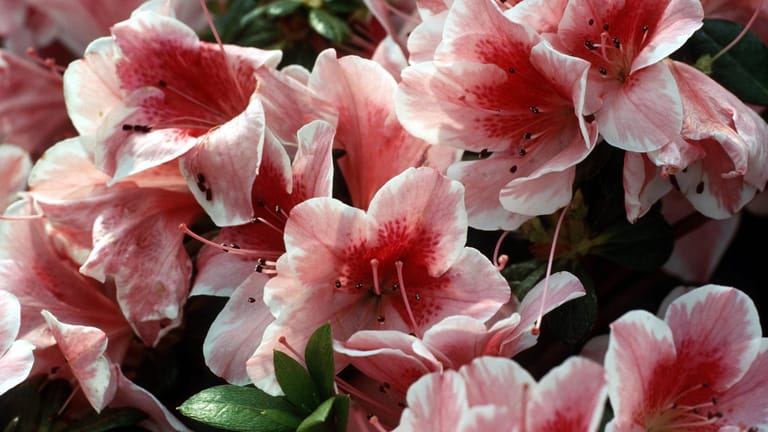 Blüten einer Azalee: Sie ist eine beliebte Zimmerpflanze, weil sie auch in den Wintermonaten eine wahre Blütenpracht ins Haus bringt.