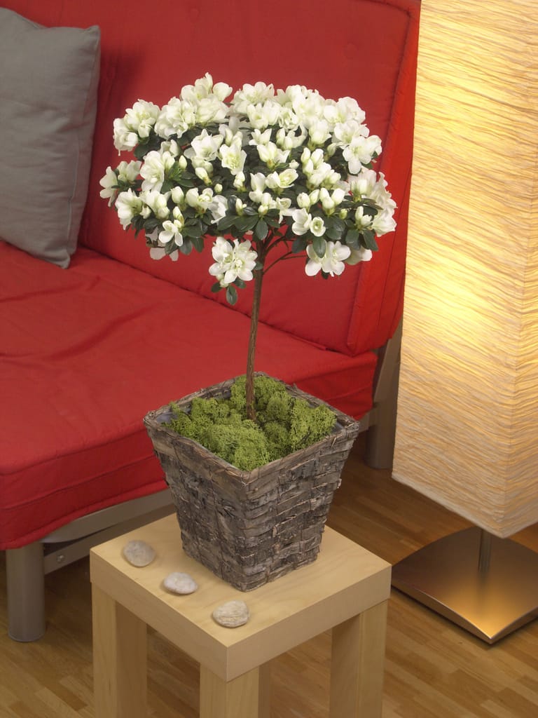 Zimmerazalee: Neben buschigen Exemplaren erhält man im Handel auch zu Stämmchen geformte Pflanzen.