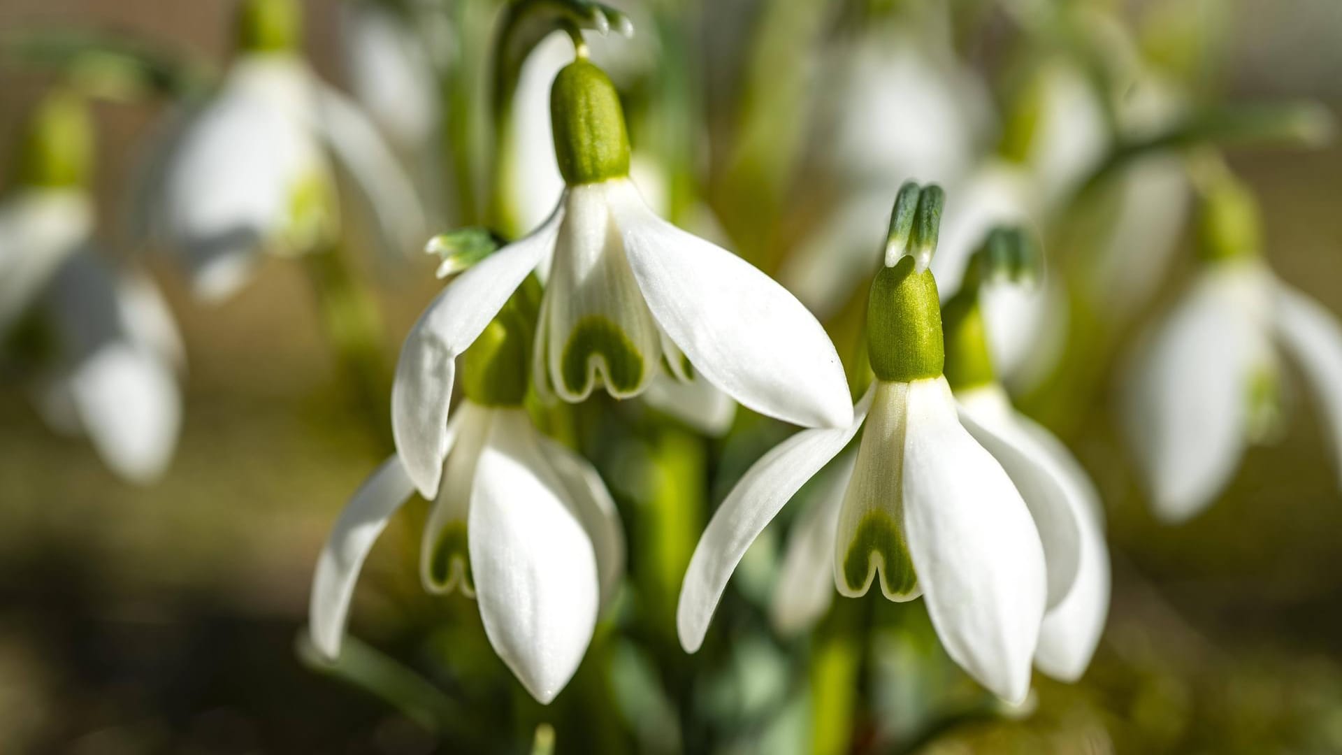 Schneeglöckchen (Galanthus nivalis): Sie gehören zu den beliebtesten Frühblühern. Die zarten Blumen sind jedoch für Menschen und Tiere leicht giftig.