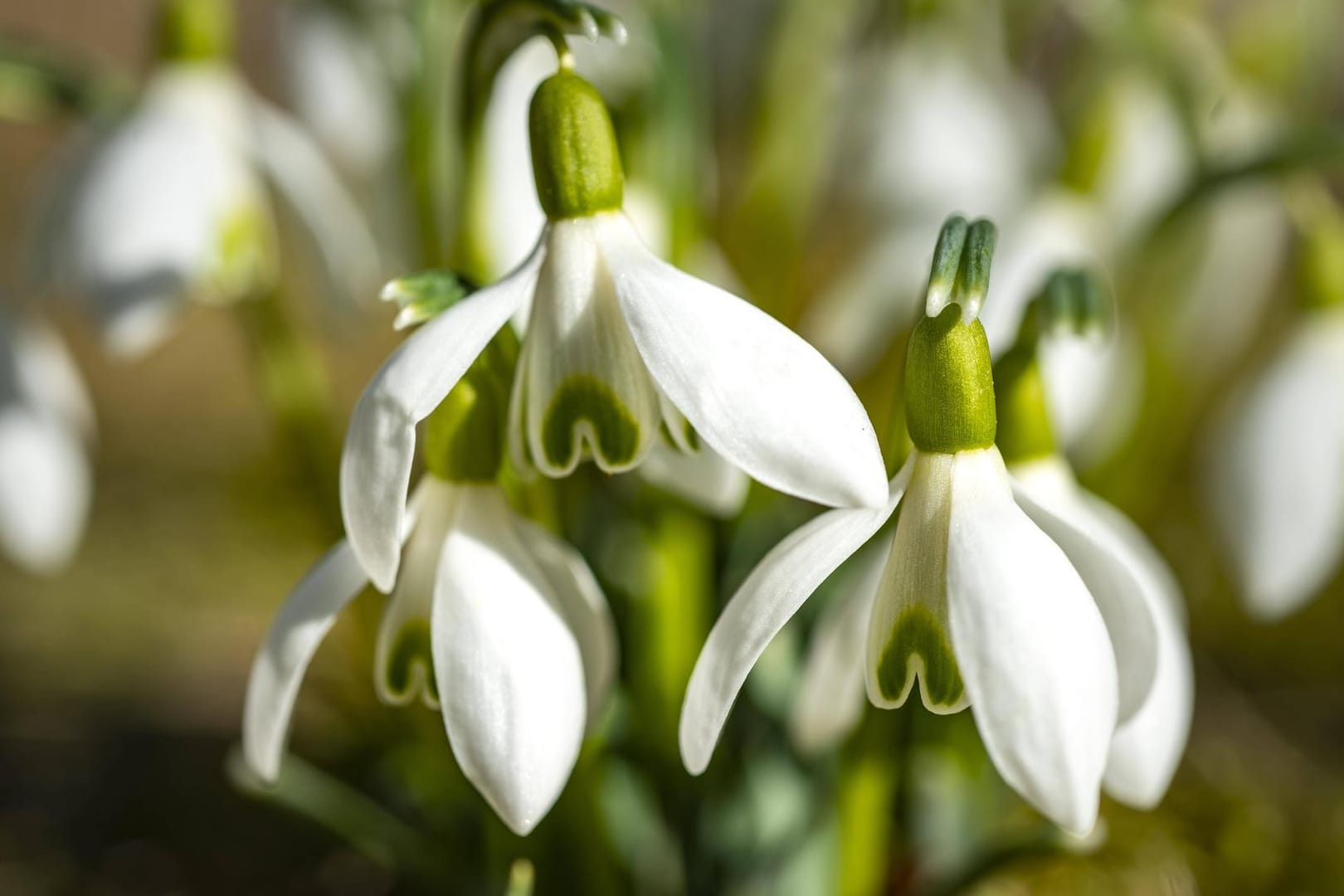 Schneeglöckchen (Galanthus nivalis): Sie gehören zu den beliebtesten Frühblühern. Die zarten Blumen sind jedoch für Menschen und Tiere leicht giftig.