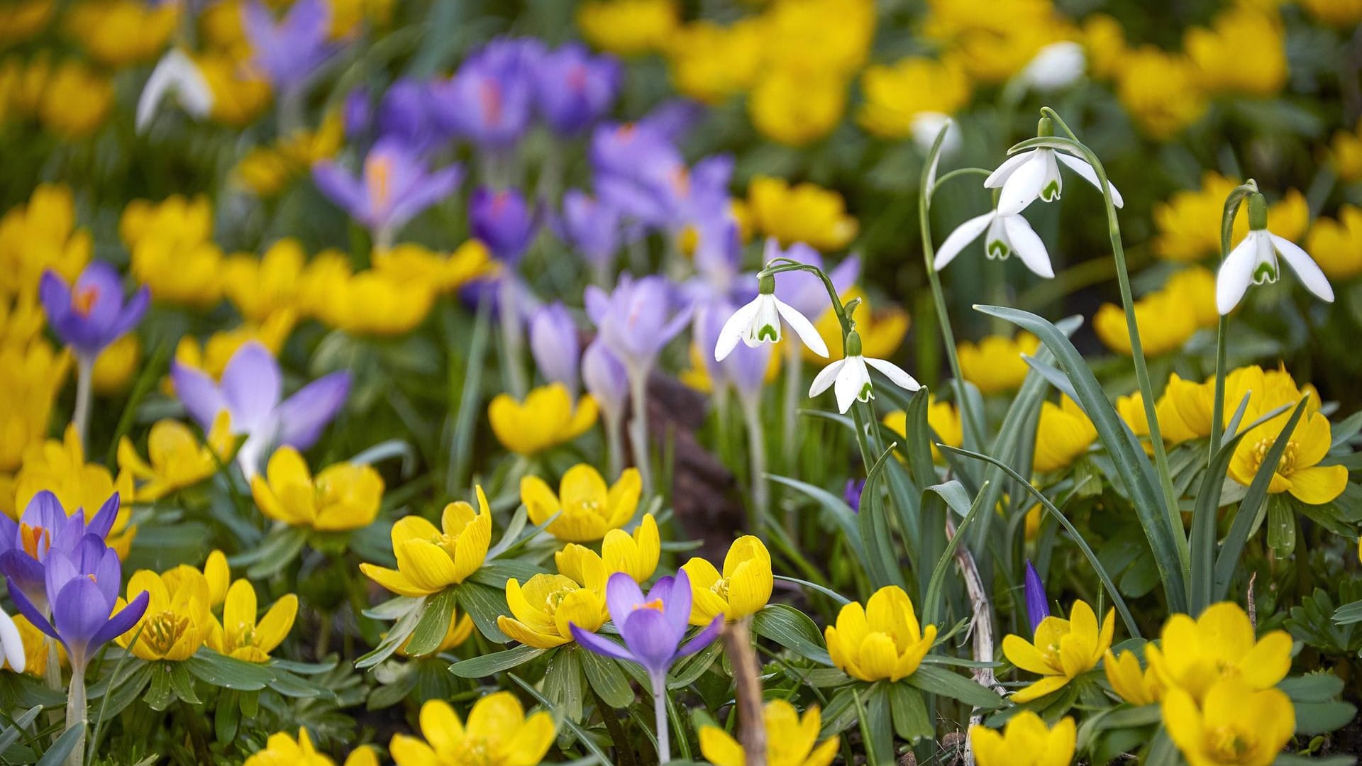 Frühlingswiese: Die warmen Monate liefern nicht nur heiß ersehnte Sonnenstrahlen, sie locken auch bunte Blumenmeere aus der Erde hervor. In unserer Fotoshow stellen wir Ihnen die beliebtesten Frühlings- und Sommerblumen vor und geben Tipps, wie diese in Ihrem Garten gedeihen.