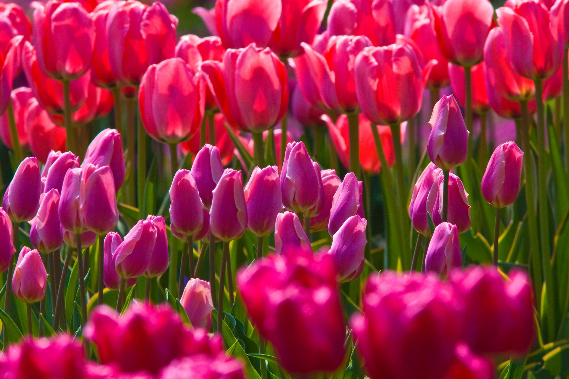 Tulpen in den unterschiedlichsten Farben schmücken den Frühlingsgarten.
