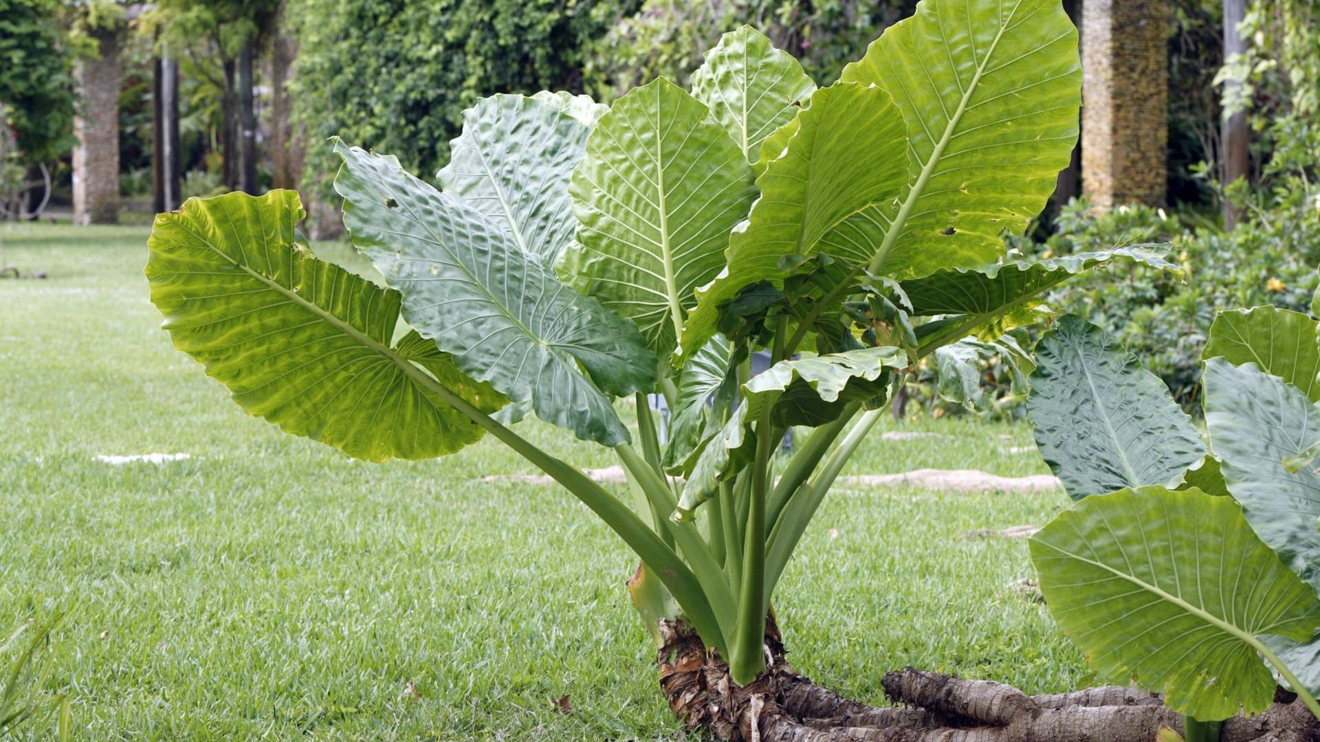 Elefantenohr: Sie wünschen sich eine tropische Atmosphäre in Ihrer Wohnung, auf dem Balkon oder im Garten? Dann ist das Elefantenohr (Alocasia macrorrhiza) die Lösung.