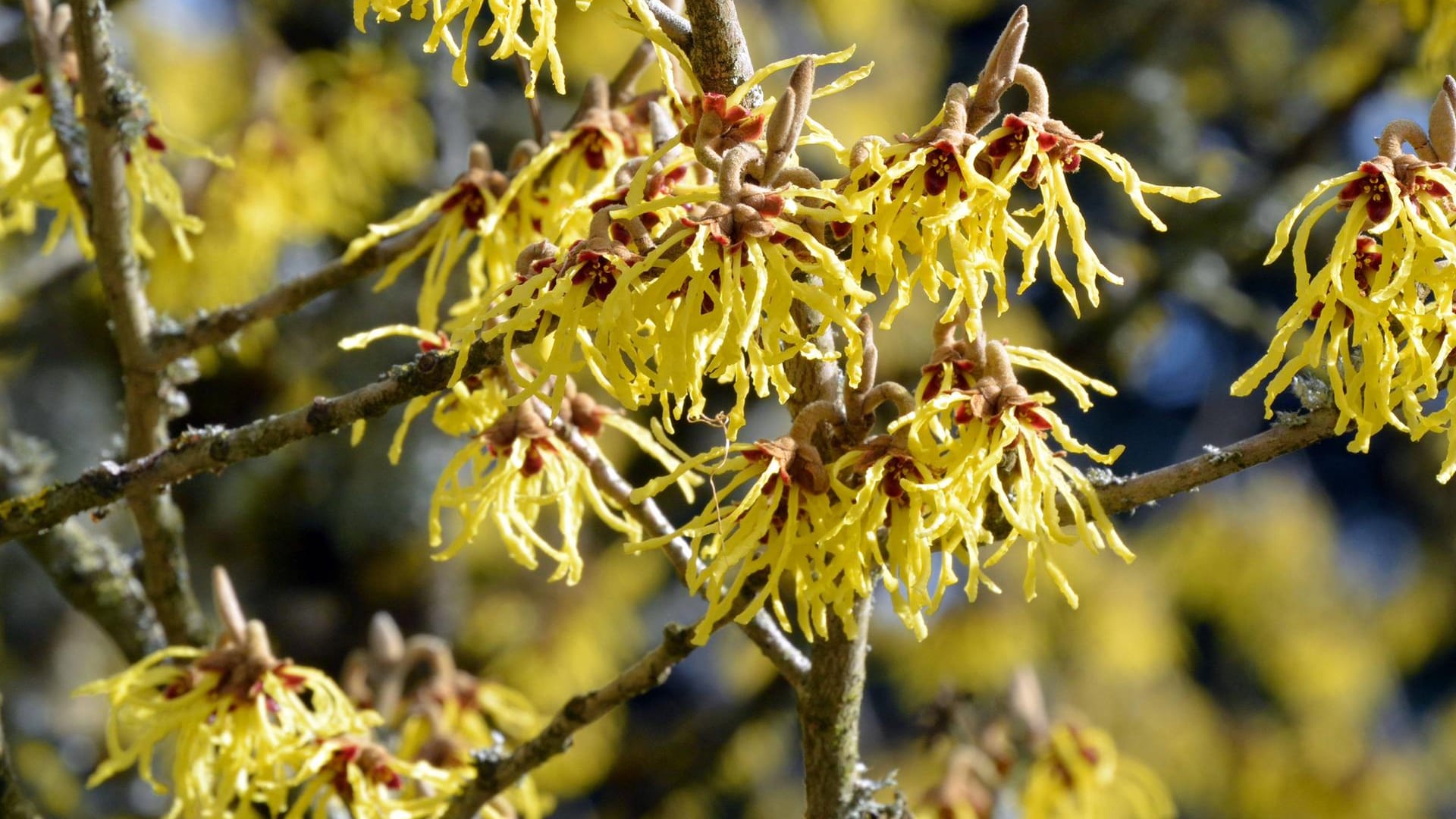 Blühende Zaubernuss (Hamamelis): Das Gelb des Zierstrauches erinnert an die Forsythie (Forsythia).