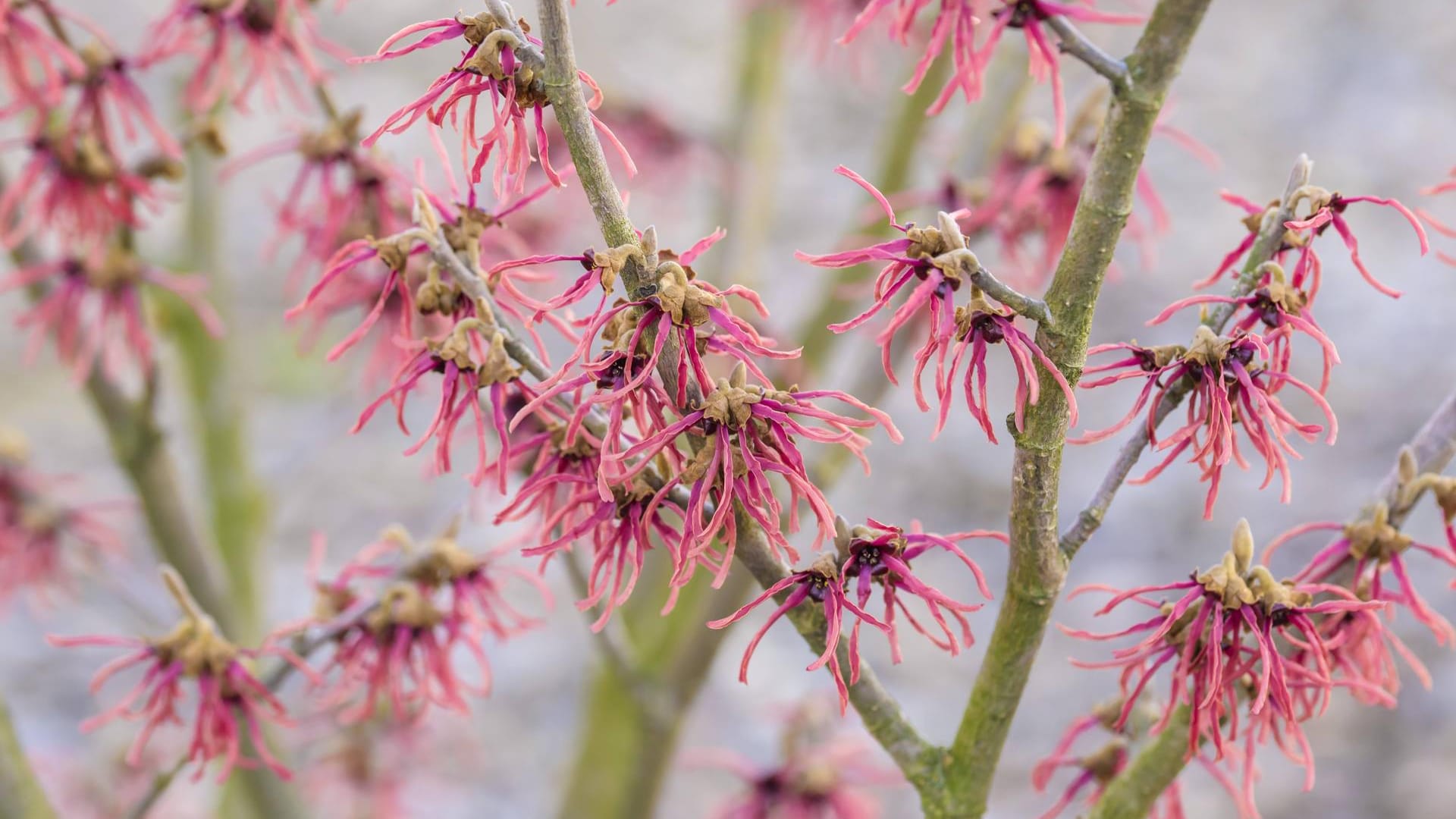 Hybrid-Zaubernuss (Hamamelis intermedia): Die Sorte 'Ruby Glow' ist durch Kreuzung entstanden.