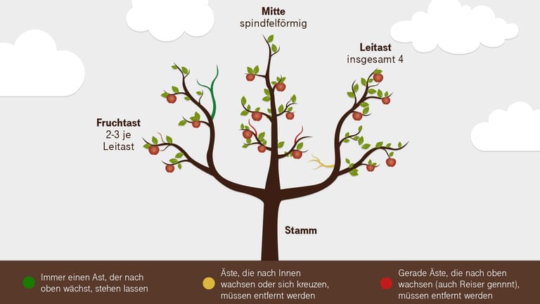 Baumschnitt: Nicht alle Zweige und Äste dürfen bei einem Apfelbaum entfernt werden.