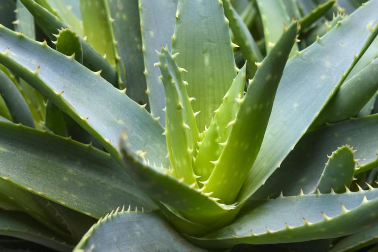 Echte Aloe (Aloe vera)