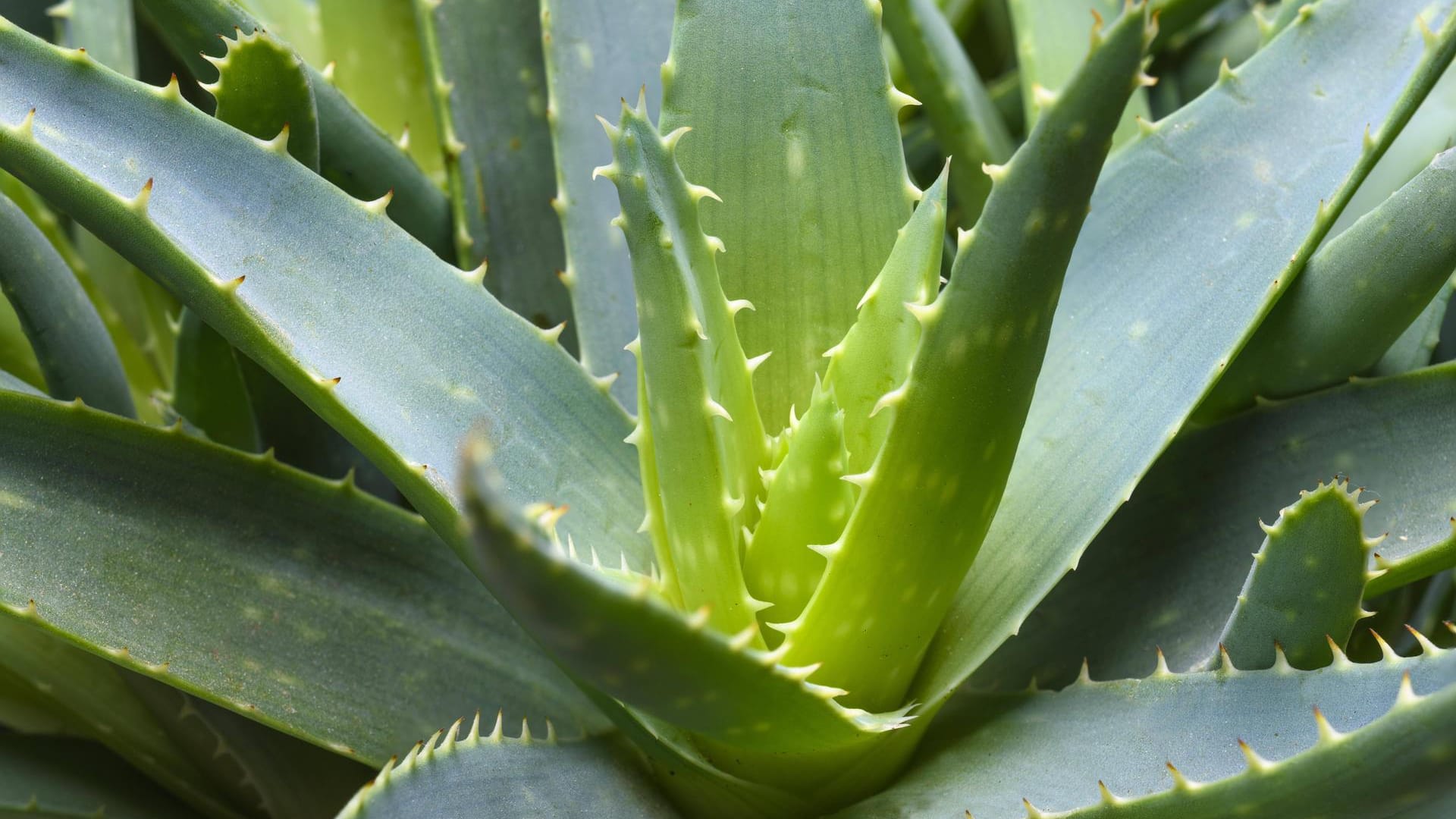 Echte Aloe (Aloe vera)