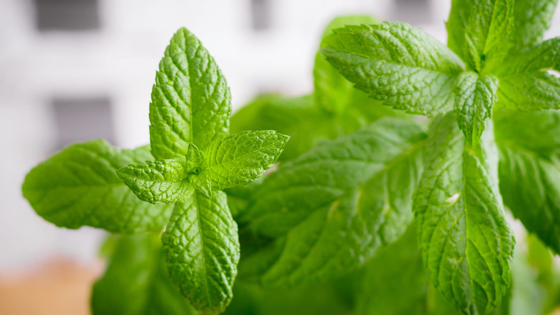 Pfefferminze (Mentha × piperita)