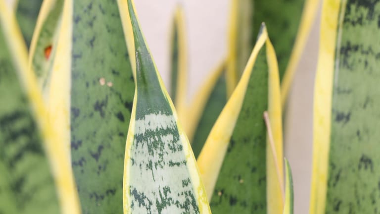 Bogenhanf (Sanseveria): Er ist eine anspruchslose und attraktive Zimmerpflanze, die zu einer gesunden Raumluft beiträgt.