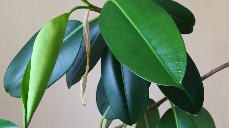 Gummibaum (Ficus elastica): Der großblättrige Gummibaum ist der perfekte Luftfilter für Räume.