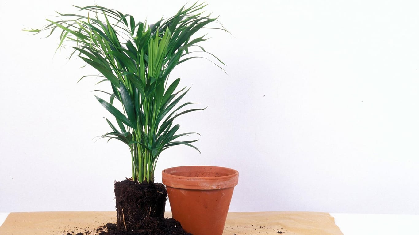 Bergpalme (Chamaedorea elegans): Eine Zimmerpflanze für alle, die nur wenig Platz und einen Standort mit wenig Licht haben.