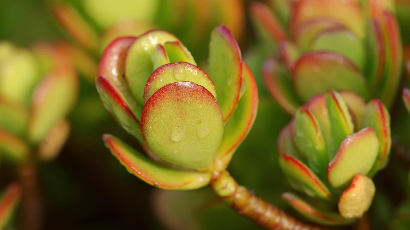 Dickblatt (Crassula): Die Zimmerpflanze ist auch unter dem Namen Geldbaum oder Pfennigbaum bekannt und ist in Südafrika heimisch.