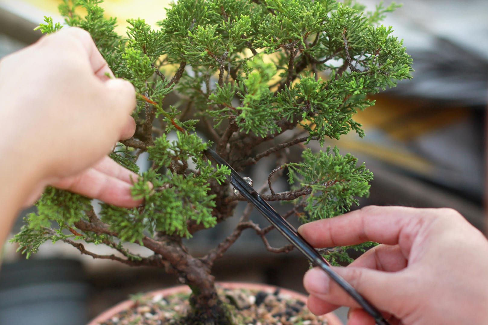 Bonsai: Bei der Pflege kommt es vor allem darauf an, das Bäumchen richtig zu schneiden.