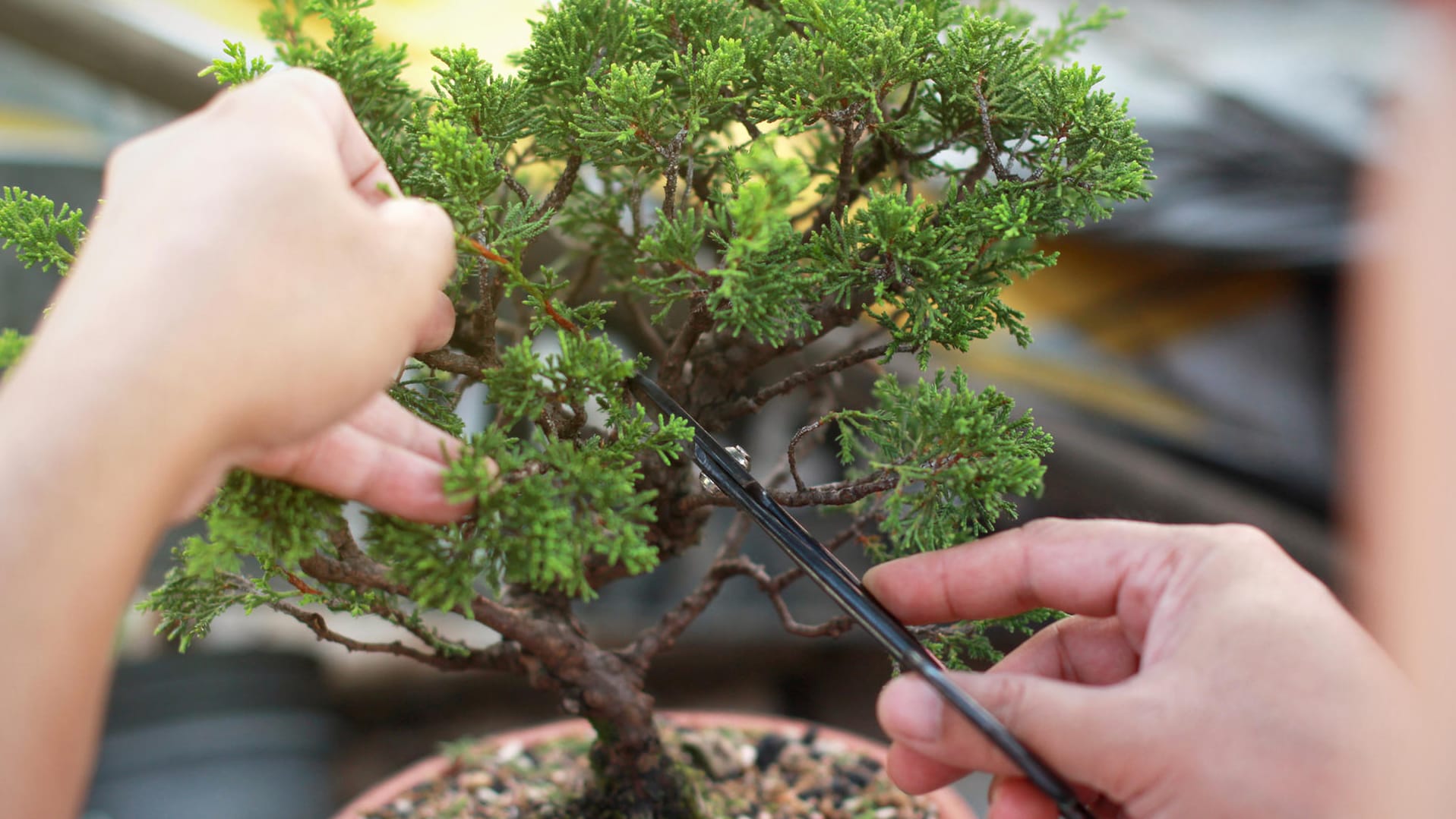 Bonsai: Bei der Pflege kommt es vor allem darauf an, das Bäumchen richtig zu schneiden.